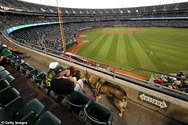 The A's play their last series in their home stadium in the last 57 years against the Texas Rangers