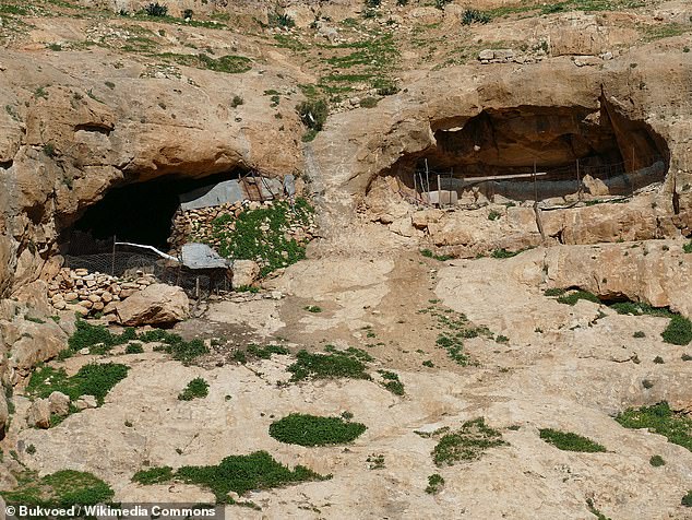 The now 10-foot-tall tree — painstakingly brought to life over 14 years — was grown from an ancient seed found during an archaeological dig in a cave just north of Jerusalem. Pictured above are two caves in Wadi Makukk in the northern Judean Desert, near where the seed was found.