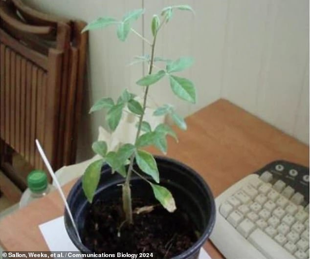 Above is Sheba in its early days, growing from the 1000 year old seed found in 'Cave 1'