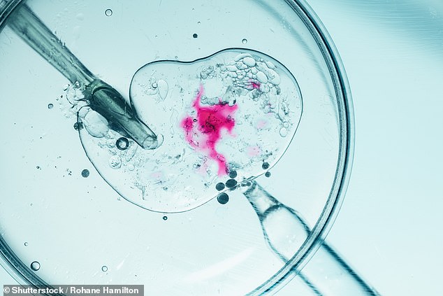 Those conceived through assisted reproductive technology such as in vitro fertilization (IVF, shown close-up) are significantly more likely to have congenital heart problems