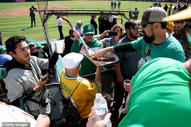 A member of the Oakland Athletics grounds crew passes dirt from the field to fans