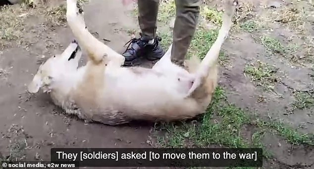 The wolf tamer said the Russian army asked for his animals, so he provided them