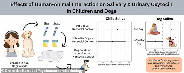 The new study reports the stress-reducing benefits of child-dog bonding: a rise in the 'love hormone' oxytocin, which is associated with positive emotions, the reduction of stress and the formation of social bonds.