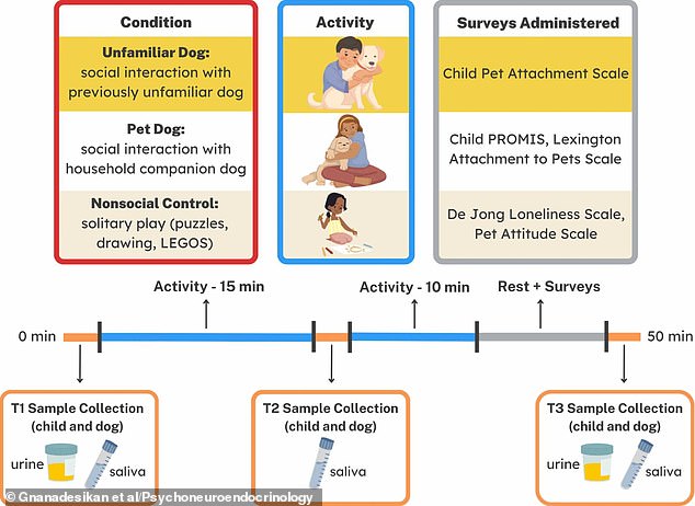 Before, during and after the three play sessions, oxytocin levels were measured from saliva and urine samples in both the dogs and the children.