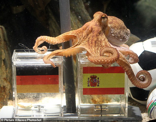 Paul the Octopus rightly chooses Spain as the winner of the 2010 World Cup semi-final