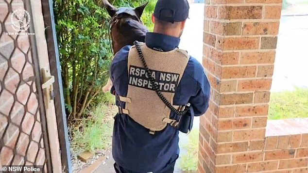 Two dogs were also found and seized by the NSW RSPCA during the warrant