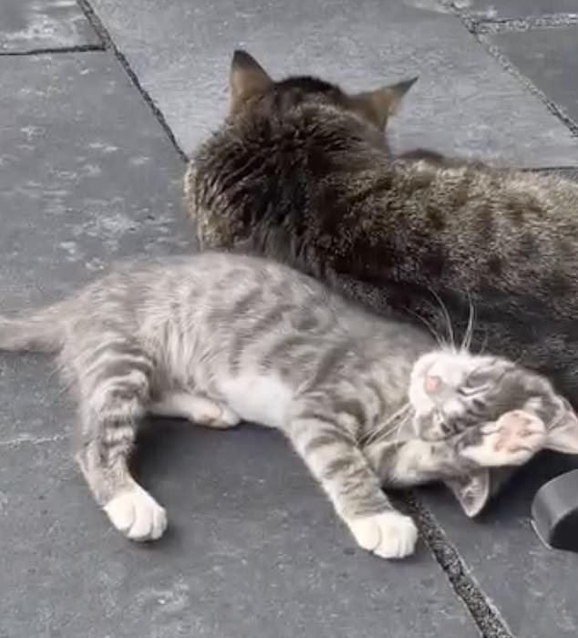 Gwen nursed Corn back to health and became so attached to him that she adopted the adorable green-eyed kitten