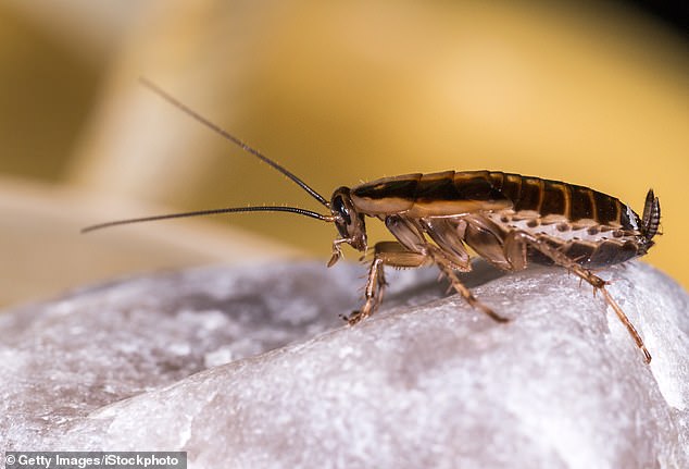 She has issued a dire warning about opening packages in your home after her home became infested with cockroaches - prompting Amazon to shut down the theory (stock image)