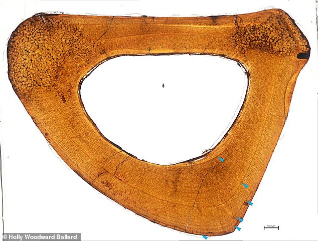 Help from Dr. Holly Woodward-Ballard, an associate professor of anatomy from Oklahoma State, revealed that the distances between the outer rings of the bone slices of the new specimen (above) were too tightly packed to be bone from a juvenile 'Anzu wyliei' - indicating a new 'hell'. chicken'