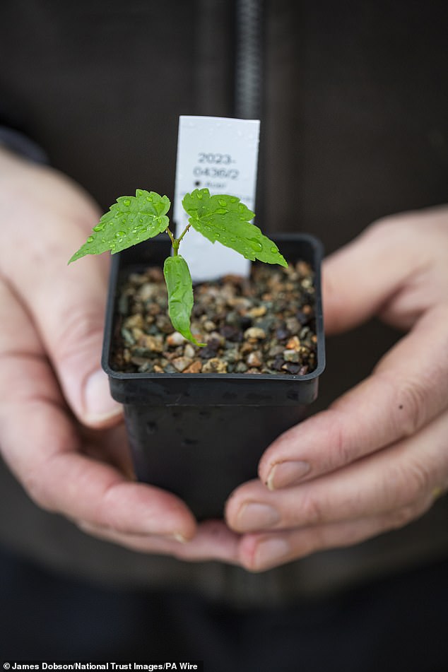 The National Trust has announced that communities will have the opportunity to apply for one of the tree's saplings (pictured)