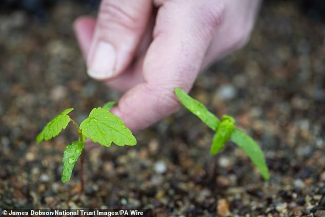 Seeds and buds rescued from the Sycamore Gap (pictured) come 'to life' at a specialist conservation center