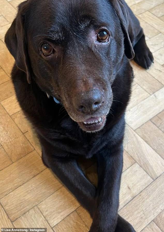 The former couple never had children, but adopted chocolate Labrador Hurley in 2013 – and they are locked in an ongoing custody battle for the dog