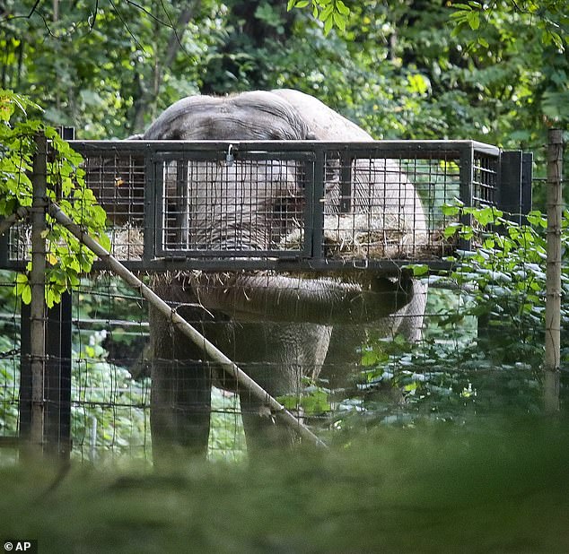 Courtney Fern of the Nonhuman Rights Project emphasized that the elephant was not behaving normally, claiming that she is 