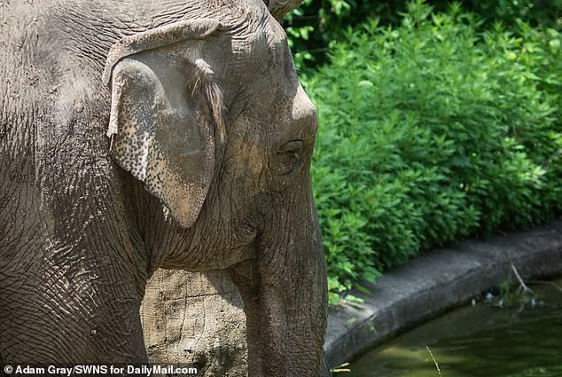 The zoo also recently released footage of Happy wandering around the outdoor enclosure before park opening hours in an effort to reassure the public