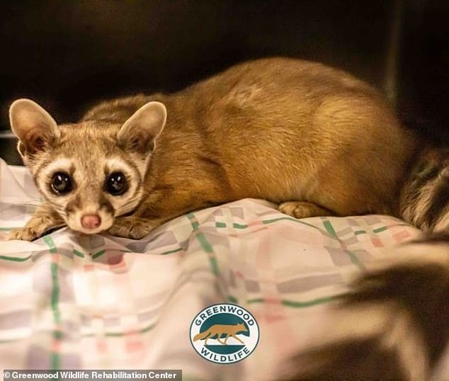 In Colorado, an adorable ringtail cat (pictured) was rescued from a food pantry in January