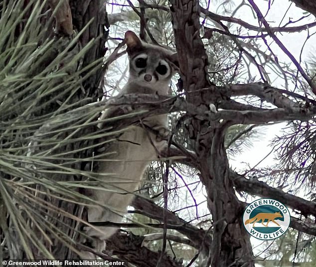 Its presence in northern Colorado surprised rescuers, as the area is outside their native territory