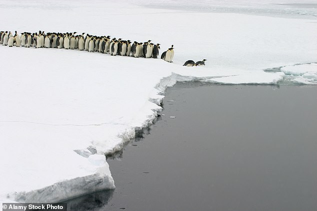 An Antarctic ice shelf the size of the Isle of Wight broke four months ago and formed a new mountain, separating the newborn penguins from their parents