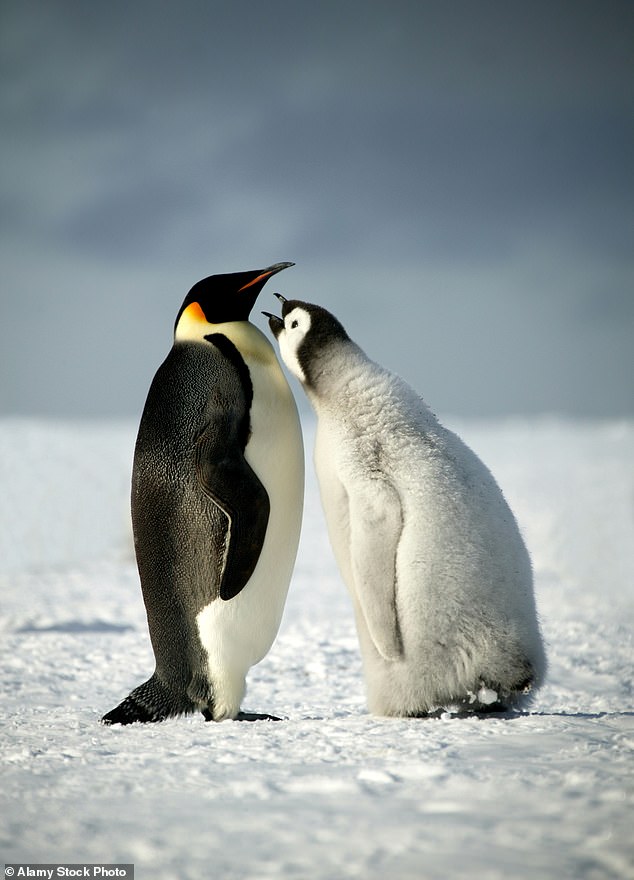 So far, his team could not confirm whether the colony – adults or chicks – had survived the icebreak, but satellite images have confirmed that many of them made it through.