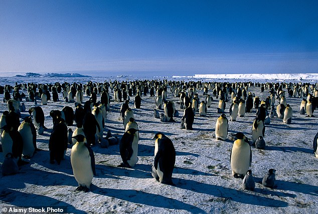 In 2019, scientists from the British Antarctic Survey discovered a three-year 'catastrophic' decline in breeding production within the once-important penguin colony, which was already threatening its future