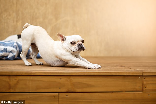 When your dog stretches he may look relaxed, but there is more to this behavior