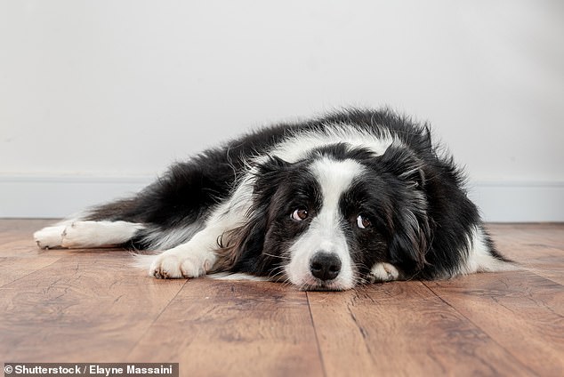 If a dog shows the whites of its eyes, it could be a sign of stress