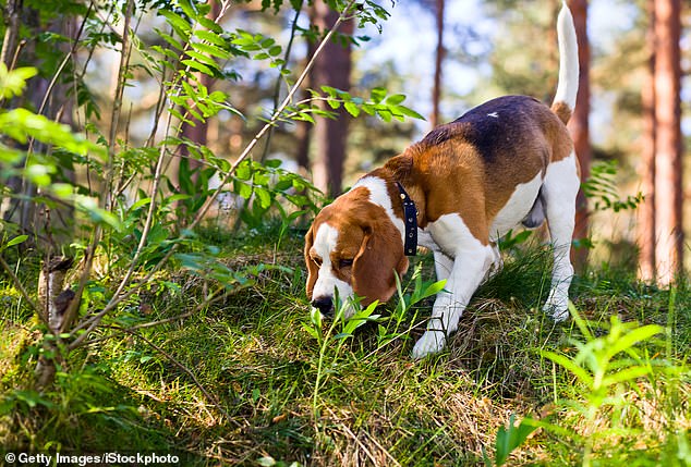 Sniffing can sometimes be an avoidance or displacement behavior