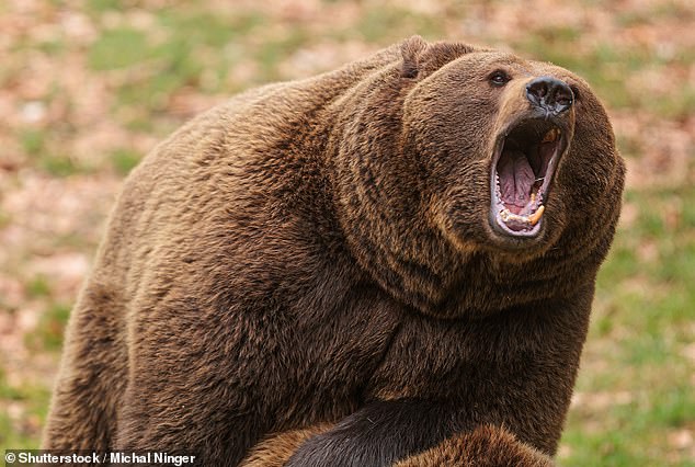 More than 1,000 grizzly bears and as many as 650 black bears are thought to live in Wyoming, all of which currently spend up to 22 hours a day feeding