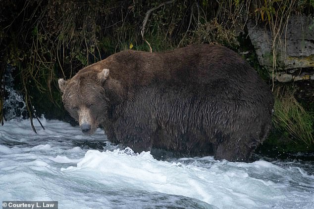 “From July to November, they can gain 200 to 300 pounds. It's their biology,” Neal said. 