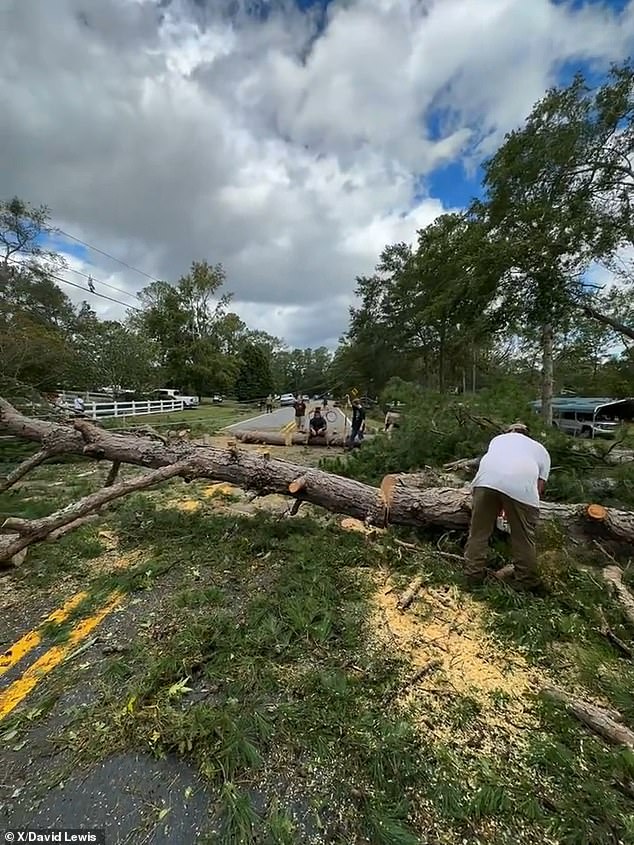 Trees toppled in the aftermath of the storm