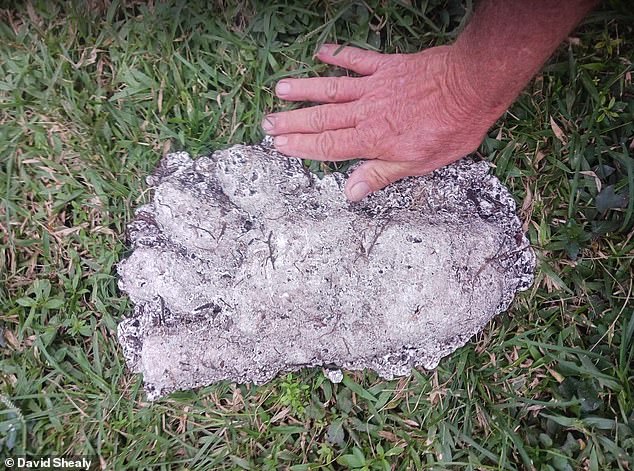 Shealy compares its hand to the footprint of a Skunk Ape, which has four distinctive toes, distinguishing it from Bigfoot