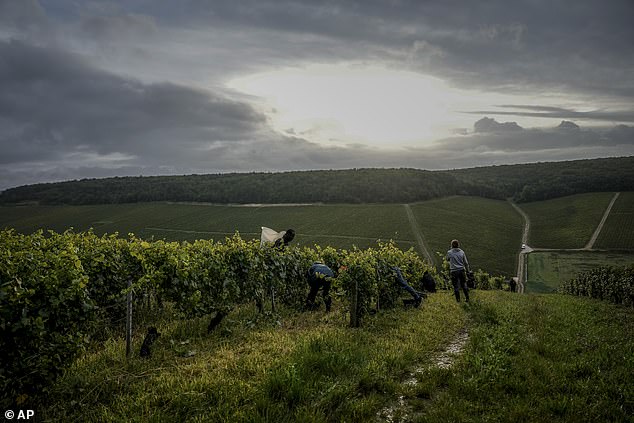 Grape pickers harvesting Chardonnay grapes at Domaine Lavantureux in Chablis, Burgundy