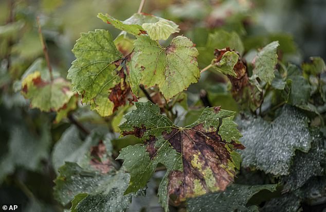 Leaves of Chardonnay grapes affected by a fungal disease, which causes major crop losses and can affect wine quality once entrenched