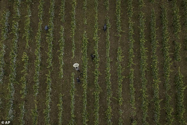 Located in the northern part of Burgundy, the Chablis vineyards have traditionally benefited from a favorable climate, but climate change is affecting these ideal conditions.