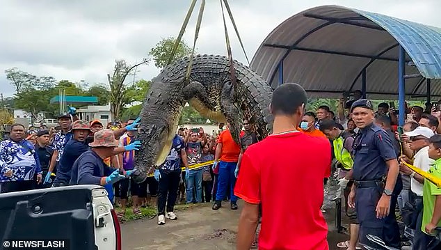 The two huge crocodiles found after the attack were so heavy that searchers had to use a tugboat and crane to get them onto land