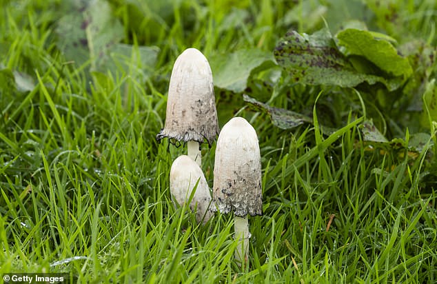 Rough inkcaps (pictured) are edible, but experts warn it could be risky if collectors are tricked into picking unsafe species while searching for them