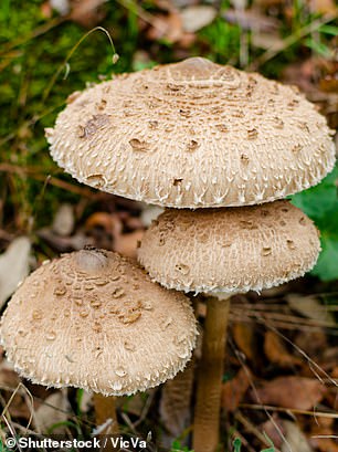 The parasol mushroom is a common edible mushroom that grows in rings in meadows and forests