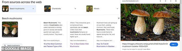 Google's AI overview described a beech mushroom and offered images of the boletus, another very different edible mushroom