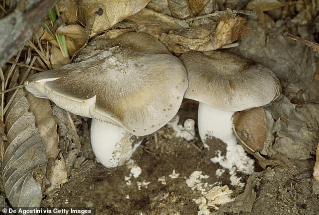 Mr Renton says AI-powered apps and information could mistake poisonous species such as the white dome cap (pictured) for similar-looking edible mushrooms