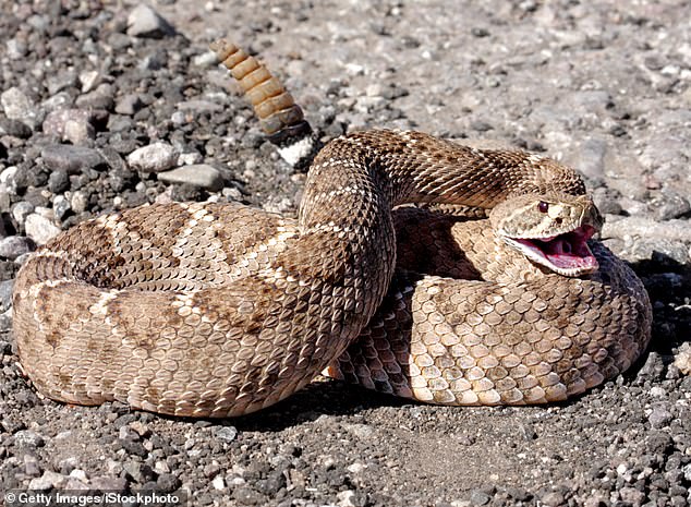 In Gilbert, Arizona, the most common rattlesnake species is the Western Diamondback Rattlesnake