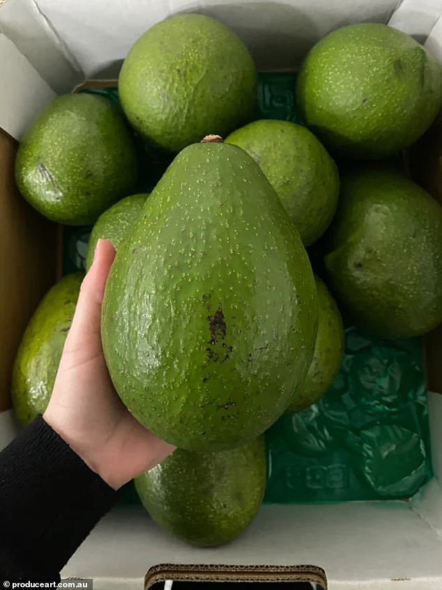 Jala avocados weigh an average of 1-1.2 kilos and experts rave about the fruit's 