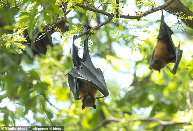 White-nosed bat populations are declining due to a disease called white-nose syndrome