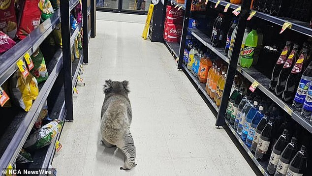 A koala decided to visit the Meeniyan IGA, on the southern Gippsland Highway in Victoria last week