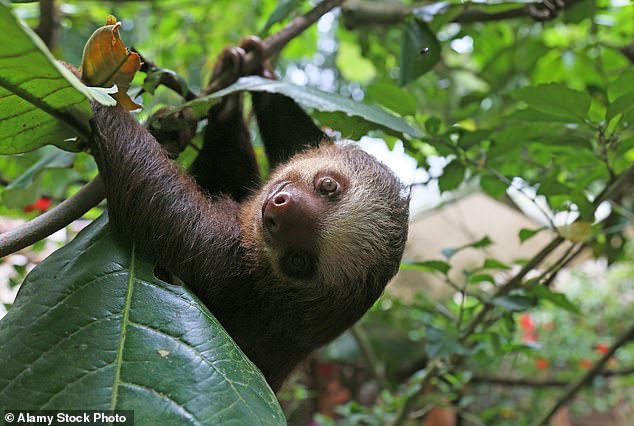 The two-toed highland and lowland sloth found in Central and South America is on the brink of extinction