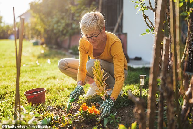 It's not uncommon for patients taking blood pressure medications to experience dizziness, writes Dr. Ellie Cannon, especially when leaning forward, such as when gardening.