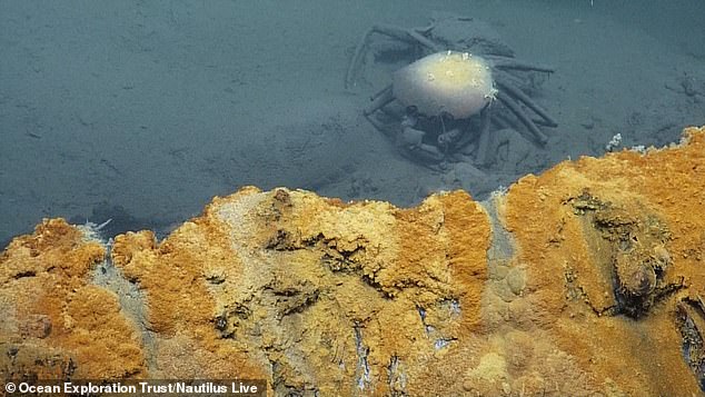 This pool contains a mixture of very salty brine, which is poisonous to any animal that has the misfortune to fall into it. Note the dead crab in the pool