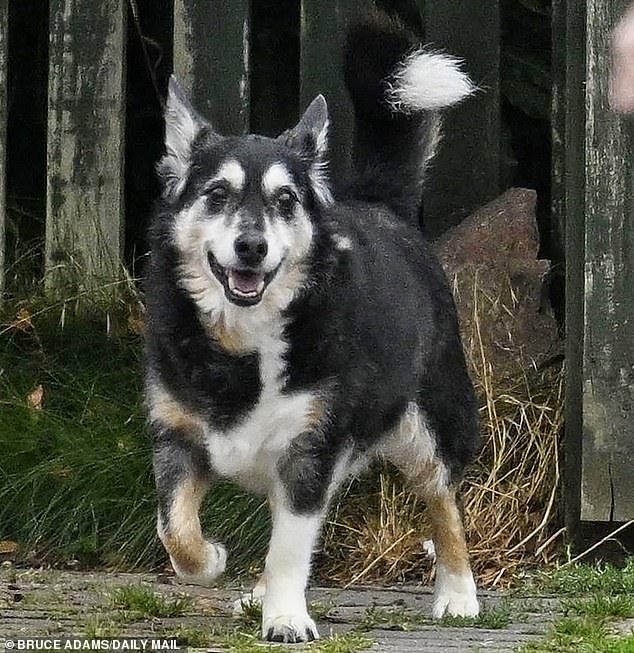 She was seen with Rocky, the dog Mr Kohli was walking when he died (pictured)