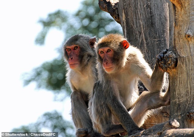 The new vaccine, developed by pharmaceutical giant Moderna and named mRNA-1769, has been tested against a deadly variant of mpox in a trial involving macaque monkeys, a type of primate.