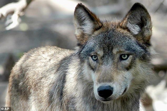 The last gray wolf was killed in the summer of 1924 after a government hunter named Frank Koehler shot it twice in Litchfield, about 75 miles outside Lake Tahoe