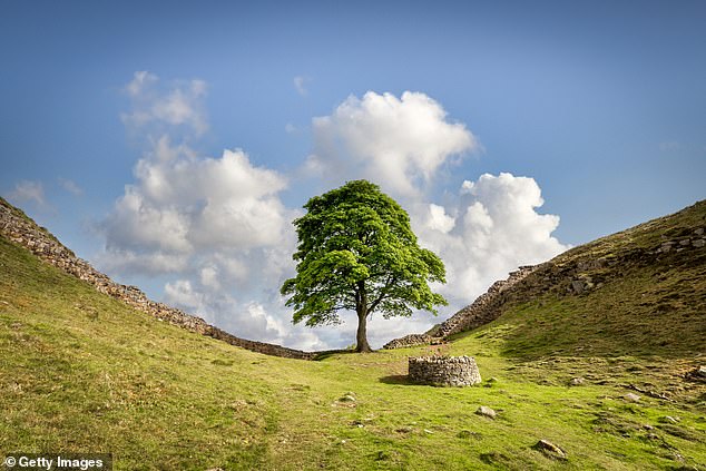 The Sycamore Gap tree on Hadrian's Wall (pictured) was illegally felled last year, causing widespread anger