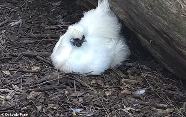 Betty White, the silky bantam chick, was picked up by Smith in January and thrown to the alligators who killed her in front of visitors at Oakvale Wildlife Park